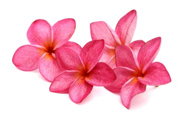Beyaz arkaplanda izole Frangipani çiçeği 