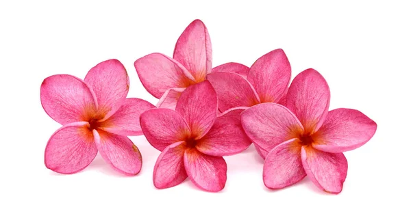 Желтые Розовые Цветки Франжипани Плюмерии — стоковое фото