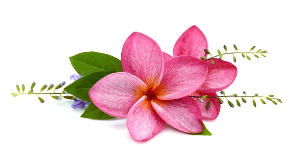 Ramo Flores Tropicais Frangipani — Fotografia de Stock
