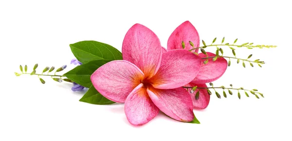 Ramo Flores Rosa Tropicais — Fotografia de Stock