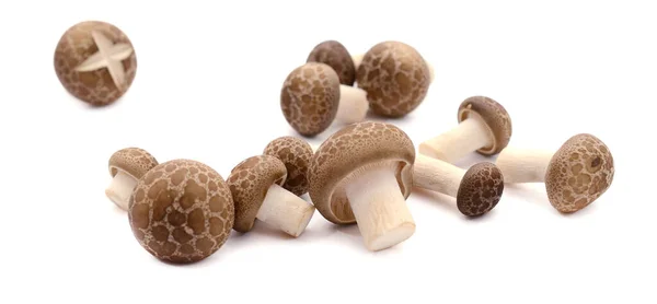 Fungo Shiitake Isolato Sul Percorso Ritaglio Bianco — Foto Stock