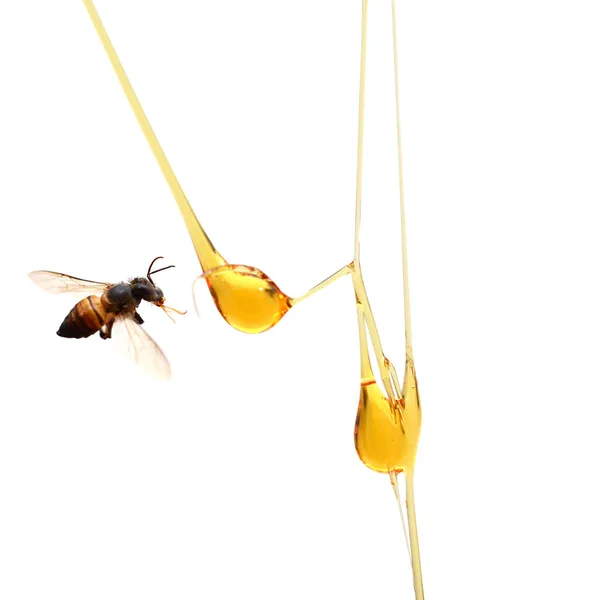 Vector Dripping Honey White Background — Stock Photo, Image