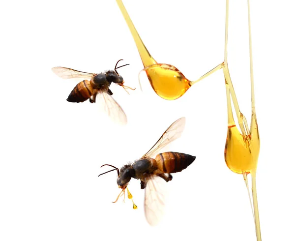 Flow Sweet Honey Bee — Stock Photo, Image