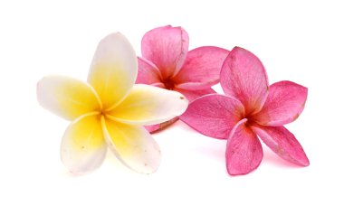 Beyaz backgro izole tropikal çiçek frangipani (plumeria)