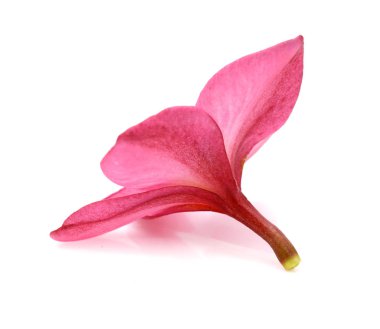 Beyaz backgro izole tropikal çiçek frangipani (plumeria)