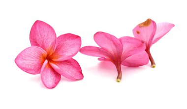 Beyaz backgro izole tropikal çiçek frangipani (plumeria)
