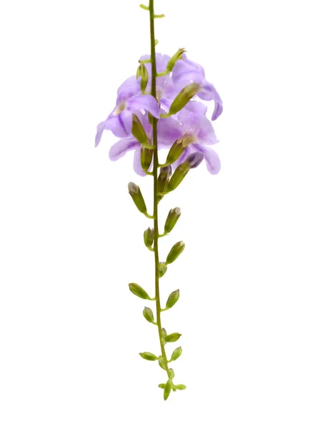 Pflanze Duranta Mit Blüten Isoliert Auf Weißem Hintergrund — Stockfoto
