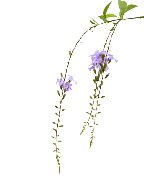 Rostlina Duranta Květinami Izolovanými Bílém Pozadí — Stock fotografie