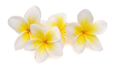 Beyaz Frangipani çiçekler 