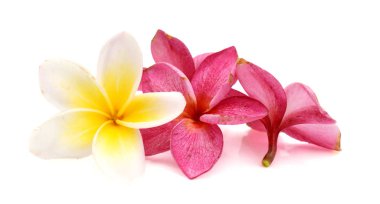 Beyaz Frangipani çiçekler 