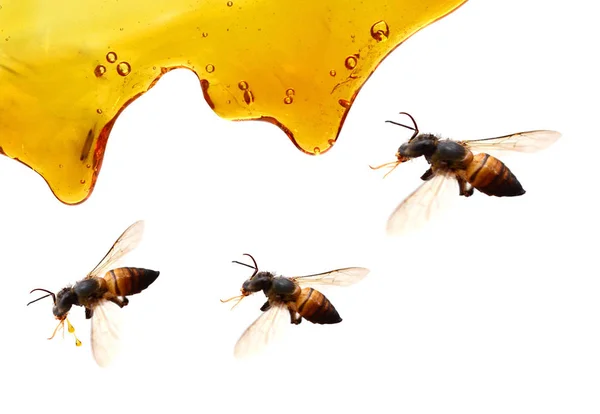 甘い蜂蜜の流れを背景に — ストック写真