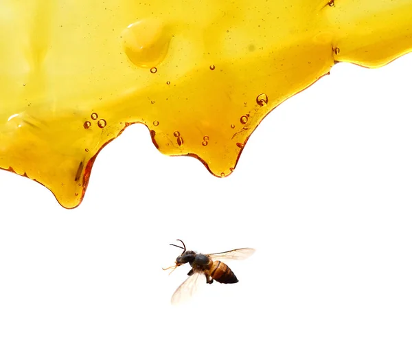 甘い蜂蜜と蜂の流れ — ストック写真