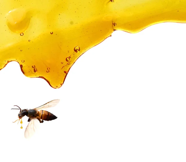 Flow Sweet Honey Bee — Stock Photo, Image