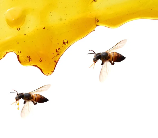 白い背景の上を流れる蜂蜜 — ストック写真