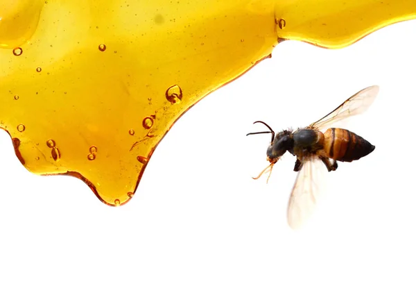 Honing Geïsoleerd Witte Achtergrond — Stockfoto