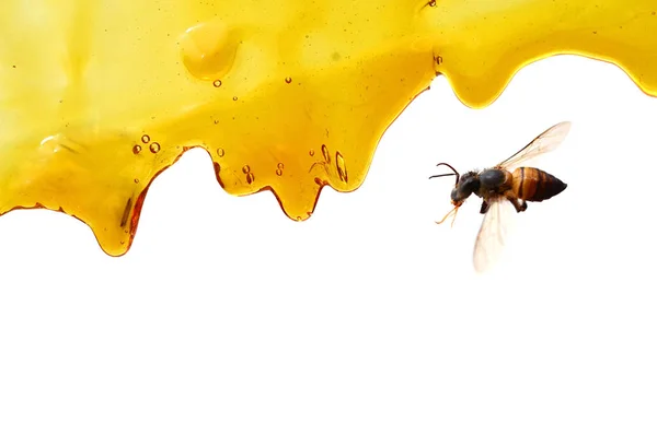 Honing Drop Geïsoleerd Witte Achtergrond Druipend Van Zoete Honing Plek — Stockfoto