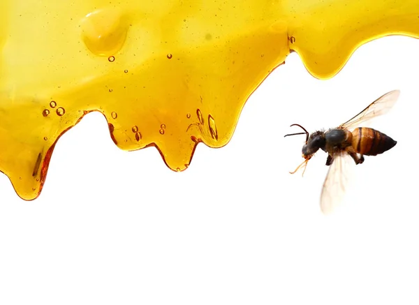 蜂蜜の分離の白い背景を削除します 滴る甘い蜜スポット クローズ アップ — ストック写真