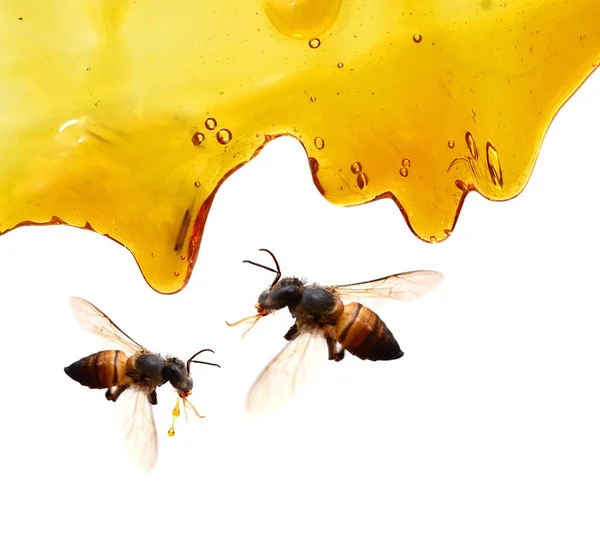 Honing Ter Plaatse Geïsoleerd Witte Achtergrond — Stockfoto