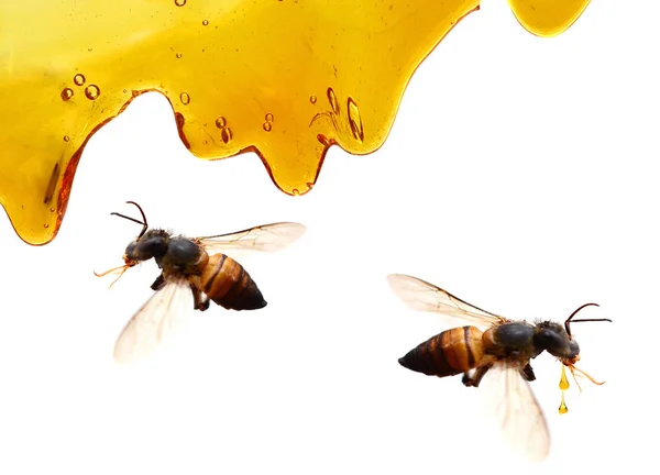 Honey Rivulet Running Honey Puddle — Stock Photo, Image