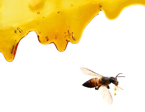 蜂蜜は白で隔離された瓶にディップから滴下 — ストック写真