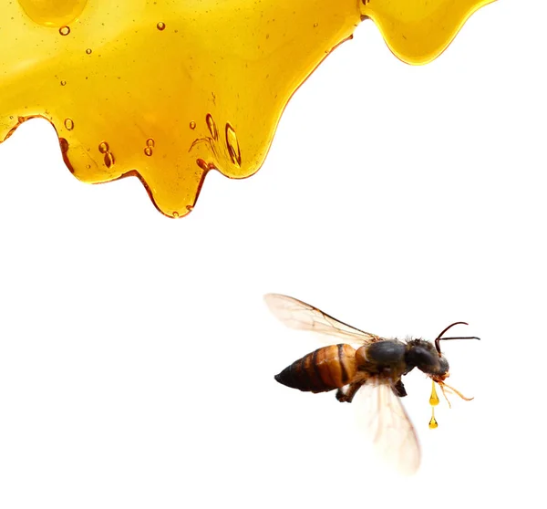 Honig Tropft Aus Einem Löffel Ein Glas Isoliert Auf Weiß — Stockfoto