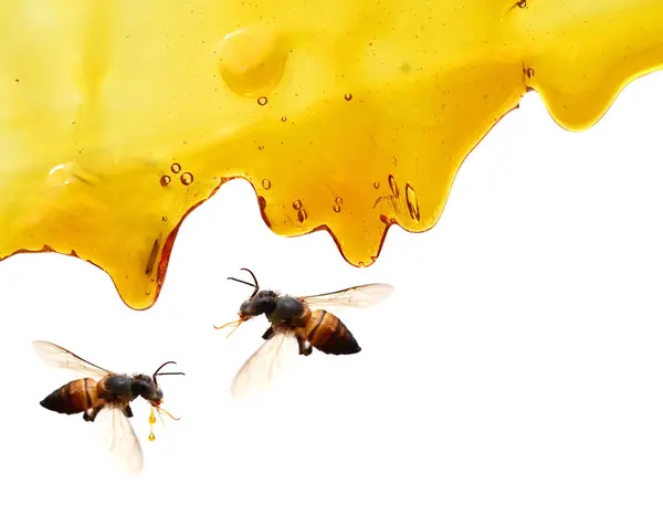 Honing Druipend Van Beer Pot Witte Achtergrond — Stockfoto