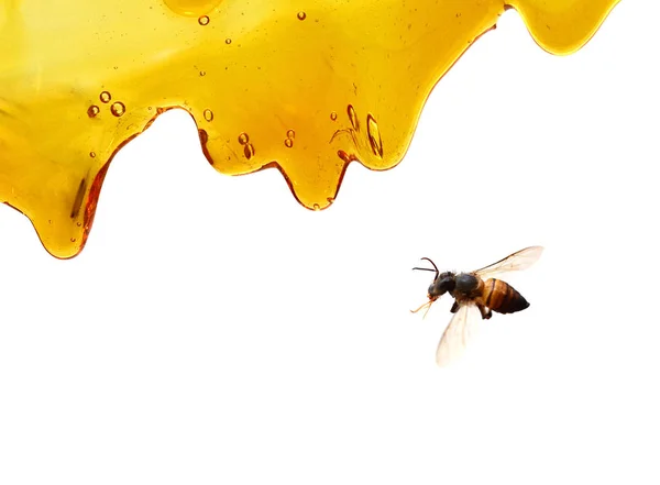 Spilled Honey White Background — Stock Photo, Image