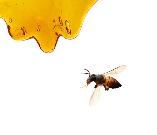 Spilled Honey White Background — Stock Photo, Image