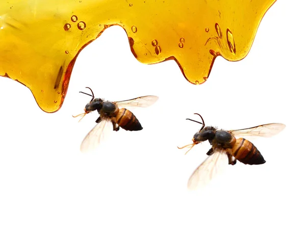 Sweet Honey Flowing White Background — Stock Photo, Image