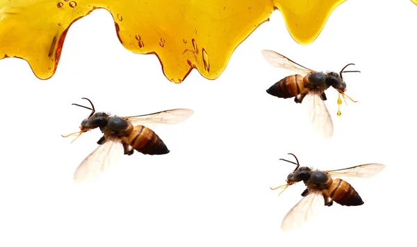 蜂蜜を溶かした背景 ベクトル — ストック写真