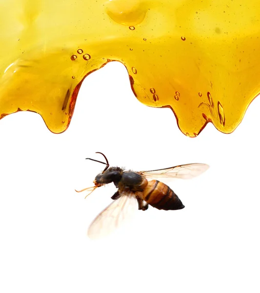 Sweet Honey Drips Seamless Vector — Stock Photo, Image