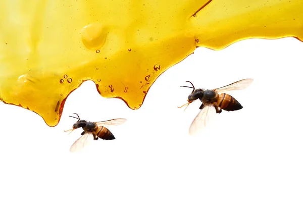 甘い蜂蜜の滴りのシームレスなベクトル — ストック写真