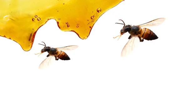 Zoete Honing Geïsoleerd Witte Achtergrond — Stockfoto