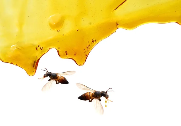 Zoete Honing Geïsoleerd Witte Achtergrond — Stockfoto