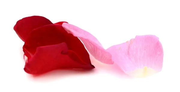 Dried Rose Petals On Light Background Top View Space For Text