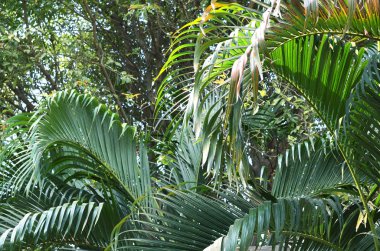 Tegallalang Köyü, Ubud, Bali, Endonezya güzel pirinç terasları sabahları hafif yakınındaki. 