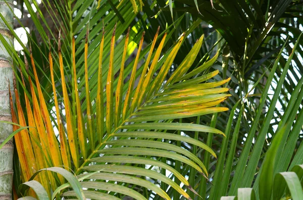 Красивые Экзотические Зеленые Кусты Тропическом Саду — стоковое фото