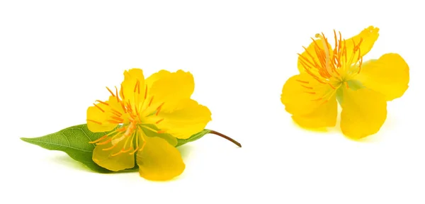 Kayısı Çiçeği Hoa Mai Geleneksel Vietnam Yılbaşı Çiçekleri — Stok fotoğraf