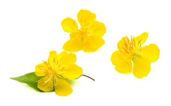 Κίτρινο Λουλούδι Πράσινο Φύλλο Απομονωμένο Λευκό Φόντο — Φωτογραφία Αρχείου