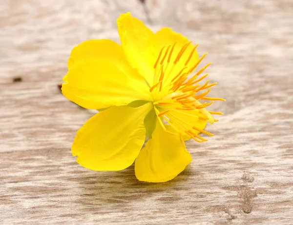 Gelbe Blume Mit Grünem Blatt Isoliert Auf Weißem Hintergrund — Stockfoto