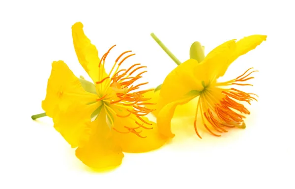 Κίτρινο Άνοιξη Λουλούδι Απομονωθεί — Φωτογραφία Αρχείου
