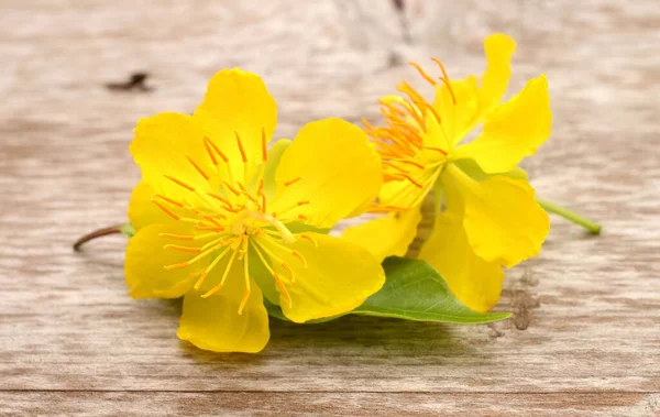 Yellow spring flower isolated