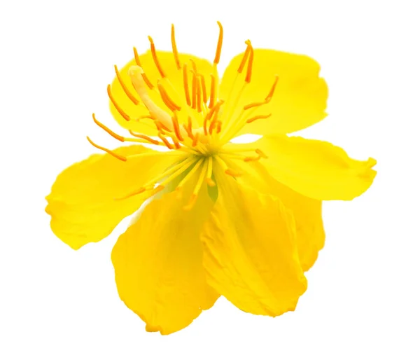 Izole Sarı Bahar Çiçek — Stok fotoğraf