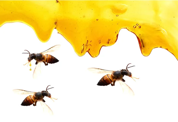 蜂蜜の境界線 ハニカム パターンを滴下します 滴る蜂蜜ホワイト バック グラウンドです 蜂の蜂蜜のドロップの背景 花の蜜広告養蜂蜂蜜ショップやベーカリーのベクトル図です デザイン健康食品 甘いデザート — ストック写真