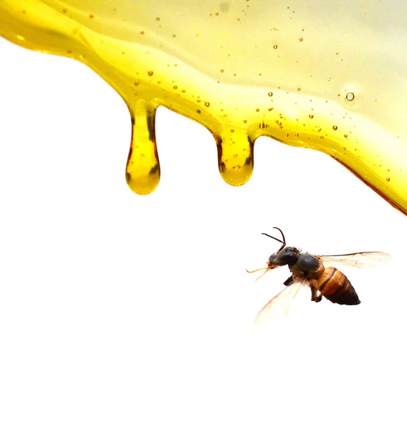 Honey Isolated White — Stock Photo, Image