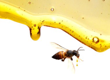 Beyaz bir arka plan üzerine akan bal