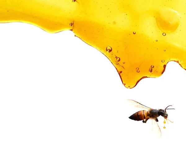 Drizzle Honey Isolated — Stock Photo, Image