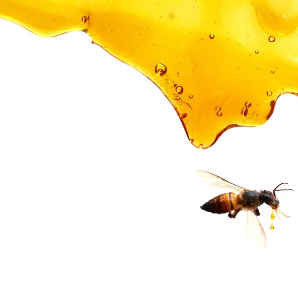Motregen Honing Geïsoleerd — Stockfoto