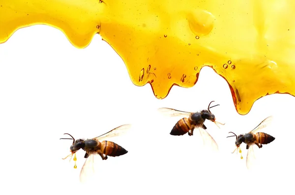 Verse Honing Met Honingraat — Stockfoto
