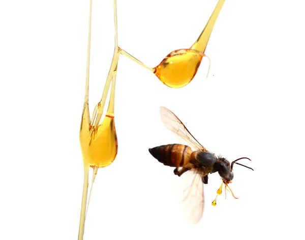 白い背景に隔離された蜂蜜 — ストック写真